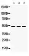Cell Division Cycle 25C antibody, PB9849, Boster Biological Technology, Western Blot image 
