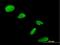 Family With Sequence Similarity 192 Member A antibody, H00080011-B01P, Novus Biologicals, Immunofluorescence image 