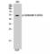 Keratin 8 antibody, LS-C381529, Lifespan Biosciences, Western Blot image 