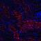 DNA Damage Inducible Transcript 4 antibody, NBP1-77321, Novus Biologicals, Immunocytochemistry image 