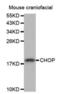 DNA Damage Inducible Transcript 3 antibody, orb314857, Biorbyt, Western Blot image 
