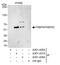 FKBP Prolyl Isomerase 4 antibody, A301-428A, Bethyl Labs, Immunoprecipitation image 