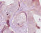 Liver carboxylesterase N antibody, A53546-100, Epigentek, Immunohistochemistry paraffin image 