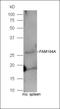 Glutamate Rich 6 antibody, orb183575, Biorbyt, Western Blot image 