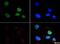 Histone Cluster 2 H3 Family Member D antibody, NB21-1072, Novus Biologicals, Immunocytochemistry image 