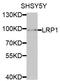 LDL Receptor Related Protein 1 antibody, MBS127416, MyBioSource, Western Blot image 