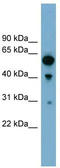 Rho GTPase Activating Protein 15 antibody, TA344855, Origene, Western Blot image 
