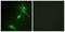 Mitogen-Activated Protein Kinase 8 Interacting Protein 1 antibody, LS-B12423, Lifespan Biosciences, Immunofluorescence image 