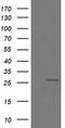 Cilia And Flagella Associated Protein 299 antibody, M31765, Boster Biological Technology, Western Blot image 