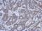Fuzzy Planar Cell Polarity Protein antibody, GTX120464, GeneTex, Immunohistochemistry paraffin image 