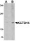 BTB/POZ domain-containing protein KCTD15 antibody, TA306747, Origene, Western Blot image 