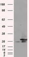 RPA34 antibody, TA500766, Origene, Western Blot image 