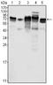 Protein LYRIC antibody, AM06379PU-N, Origene, Western Blot image 