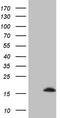 Natriuretic Peptide B antibody, CF809061, Origene, Western Blot image 