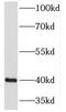 NECAP Endocytosis Associated 1 antibody, FNab05641, FineTest, Western Blot image 