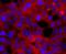 Rac Family Small GTPase 1 antibody, NBP2-67091, Novus Biologicals, Immunofluorescence image 