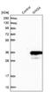 GINS Complex Subunit 4 antibody, NBP1-82747, Novus Biologicals, Western Blot image 