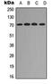 RELB Proto-Oncogene, NF-KB Subunit antibody, orb315813, Biorbyt, Western Blot image 