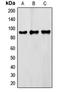 FMR1 Autosomal Homolog 2 antibody, LS-C353172, Lifespan Biosciences, Western Blot image 