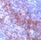 SDC antibody, AP22709PU-N, Origene, Immunohistochemistry frozen image 