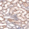 Monocarboxylate transporter 8 antibody, HPA072719, Atlas Antibodies, Immunohistochemistry paraffin image 