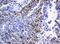 Homeobox D10 antibody, NBP2-45744, Novus Biologicals, Immunohistochemistry paraffin image 