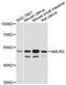 Neuromedin U Receptor 2 antibody, LS-C747881, Lifespan Biosciences, Western Blot image 