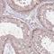 SPATA31 Subfamily D Member 1 antibody, HPA047897, Atlas Antibodies, Immunohistochemistry frozen image 