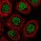 Zinc finger protein Rlf antibody, HPA054653, Atlas Antibodies, Immunofluorescence image 