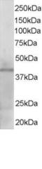 Krueppel-like factor 3 antibody, EB05400, Everest Biotech, Western Blot image 