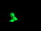 Kga antibody, TA504198, Origene, Immunofluorescence image 