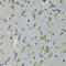 Ribosomal Protein S12 antibody, 19-924, ProSci, Immunohistochemistry frozen image 