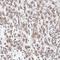 Amine Oxidase Copper Containing 1 antibody, HPA031032, Atlas Antibodies, Immunohistochemistry frozen image 
