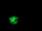 Integrin Alpha FG-GAP Repeat Containing 2 antibody, TA503046, Origene, Immunofluorescence image 