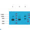 Potassium Voltage-Gated Channel Subfamily H Member 7 antibody, LS-C813654, Lifespan Biosciences, Western Blot image 