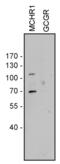 MCH receptor 1 antibody, 720294, Invitrogen Antibodies, Western Blot image 