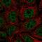 Serine Protease 22 antibody, HPA049161, Atlas Antibodies, Immunocytochemistry image 