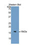 C-C Motif Chemokine Ligand 2 antibody, LS-C292485, Lifespan Biosciences, Western Blot image 