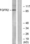 Fibroblast growth factor receptor 2 antibody, LS-B5979, Lifespan Biosciences, Western Blot image 