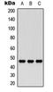 Nocturnin antibody, LS-C354439, Lifespan Biosciences, Western Blot image 