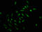 H12 antibody, LS-C670352, Lifespan Biosciences, Immunofluorescence image 