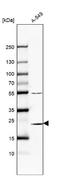 Proteasome Subunit Beta 6 antibody, NBP2-57831, Novus Biologicals, Western Blot image 