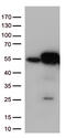 Calreticulin antibody, CF813230, Origene, Western Blot image 