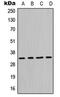 N-Methylpurine DNA Glycosylase antibody, LS-C352536, Lifespan Biosciences, Western Blot image 