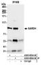 Sarcosine dehydrogenase, mitochondrial antibody, A305-856A-M, Bethyl Labs, Immunoprecipitation image 