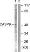 Caspase 9 antibody, LS-C117554, Lifespan Biosciences, Western Blot image 