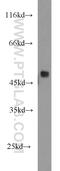 RNA Binding Motif Protein 41 antibody, 15784-1-AP, Proteintech Group, Western Blot image 
