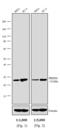 Rabbit IgG antibody, T2191, Invitrogen Antibodies, Western Blot image 