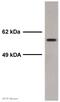 HsMAD2 antibody, ab53100, Abcam, Western Blot image 