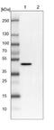 Phosphogluconate Dehydrogenase antibody, NBP1-85925, Novus Biologicals, Western Blot image 